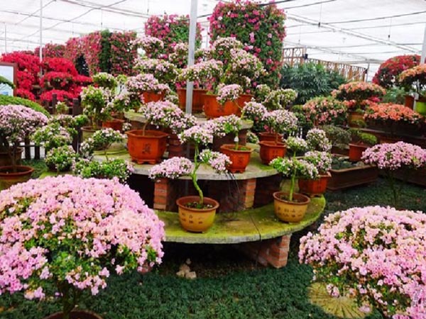 湘潭盤(pán)龍大觀園賞花一日游 湘潭盤(pán)龍大觀園賞花一日游