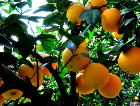 世界自然遺產(chǎn) 浪漫崀山二日游 世界自然遺產(chǎn) 浪漫崀山二日游