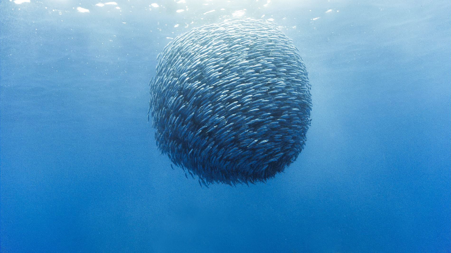 皇冠·宿務(wù)薄荷島5天4晚游 皇冠·宿務(wù)薄荷島5天4晚游