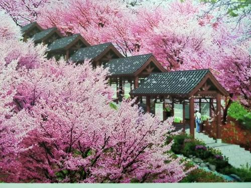 長沙潯龍河櫻花谷、田漢文化園一日游