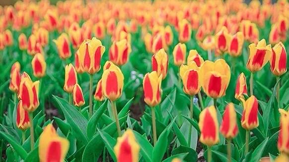 岳陽(yáng)花語(yǔ)世界、汴河街一日游